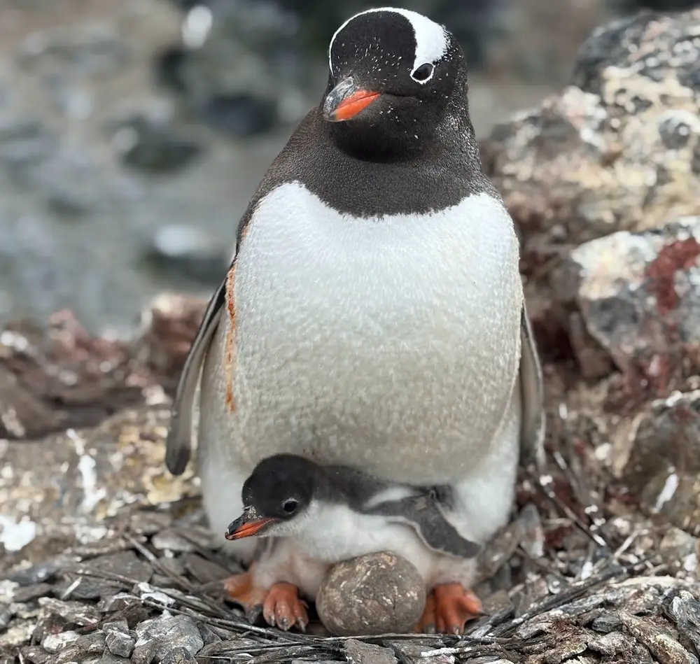 Pingüino papúa adulto junto a su cría